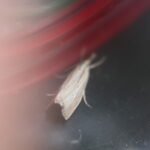 Argolamprotes micella_750