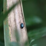 Galéruque de l’aulne_1773