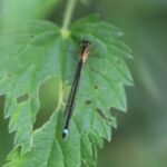 Agrion élégant_751