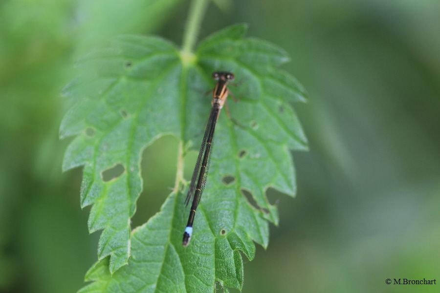 Agrion élégant_751