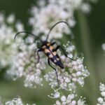 Lepture quadrifasciée_1775