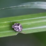 Punaise des baies_1795