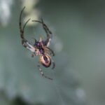 Epeire diadème_1803