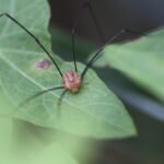 Faucheux de Canestrini_1807