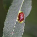 Galle du saule (Iteomyia major)_1811