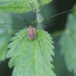 Leiobunum rotundum_792