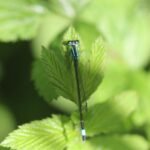 Agrion élégant_797