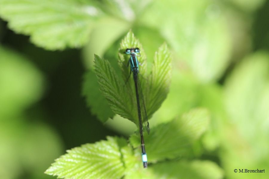 Agrion élégant_797