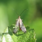 Mouche scorption (Panorpa communis)_802