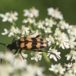 Lepture quadrifasciée_806