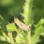 Criquet des pâtures_808