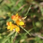 Lotier corniculé_817