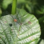 Faucheur arrondi_818