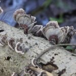 Tramète versicolore_133