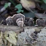 Tramète versicolore_134