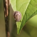 Eurygaster testudinaria_828