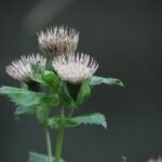 Cirse faux-épinard_129