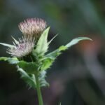 Cirse faux-épinard_130