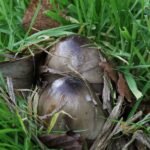 Volvaire gluante_131