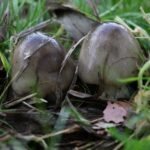 Volvaire gluante_132