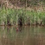 Fuligule nyroca_1836