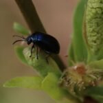 Galéruque de l’aulne_1832