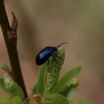 Galéruque de l’aulne_1833