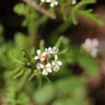 Cardamine des bois_1838
