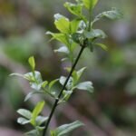 Fusain d’Europe_1839