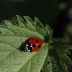 Coccinelle à sept points_1844