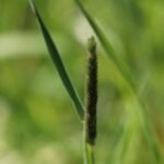 Vulpin des prés_1846