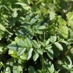 Angélique des bois_1847