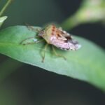 Punaise grisâtre_903