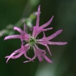 Fleur de coucou_1864