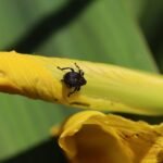 Charançon de l’iris des marais_1867