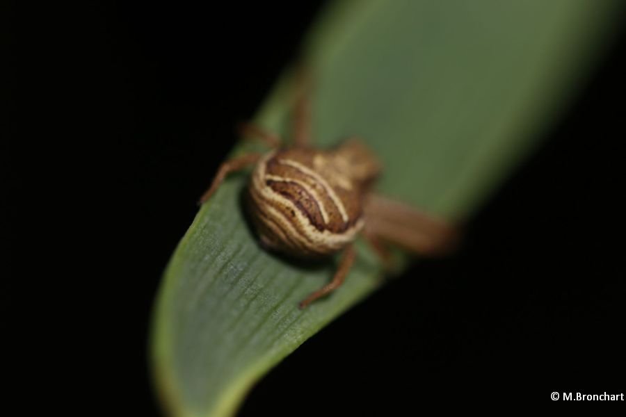 Xysticus ulmi_1866