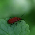 Cardinal à tête rouge_1872
