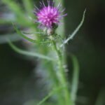 Cirse des marais_1930