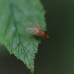 Sapromyza sexpunctata._1932