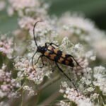 Lepture quadrifasciée_1933