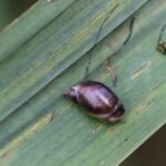 Ambrette élégante_1936