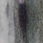 Clausilie commune_1937