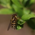 Syrphe des groseillers_1991