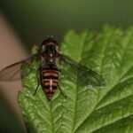 Syrphe ceinturé_1993