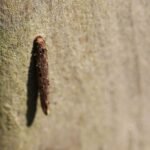 Taleporia tubulosa_1994