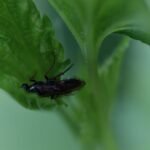 Aglaostigma aucupariae_1997