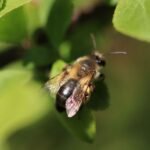 Andrène sociable_1998