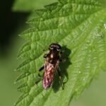 Xylote indolente_1999