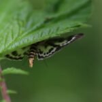 Pyrale de l’ortie_2010