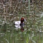 Fuligule milouin_2006